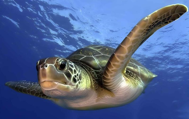 Tortuga careta.